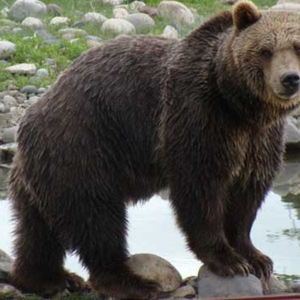 Grizzly Bear