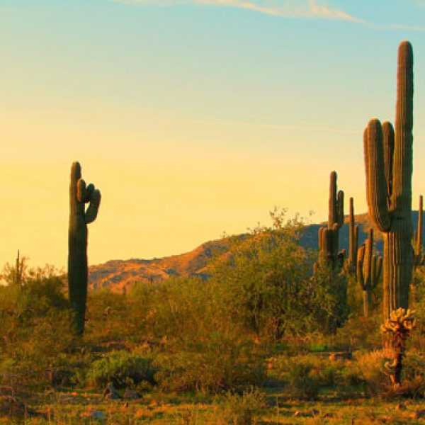 Saguaro in Arizona's Sonoran Desert
