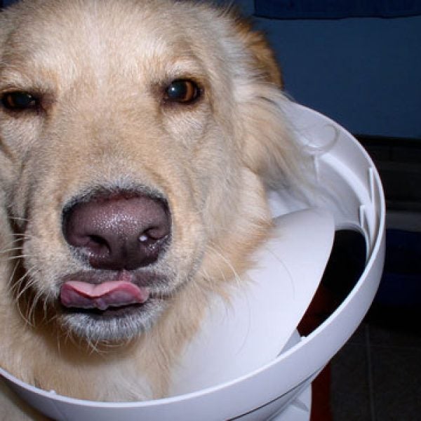 How Do I Get My Dog to Stop Knocking Over the Trash? Outside Online