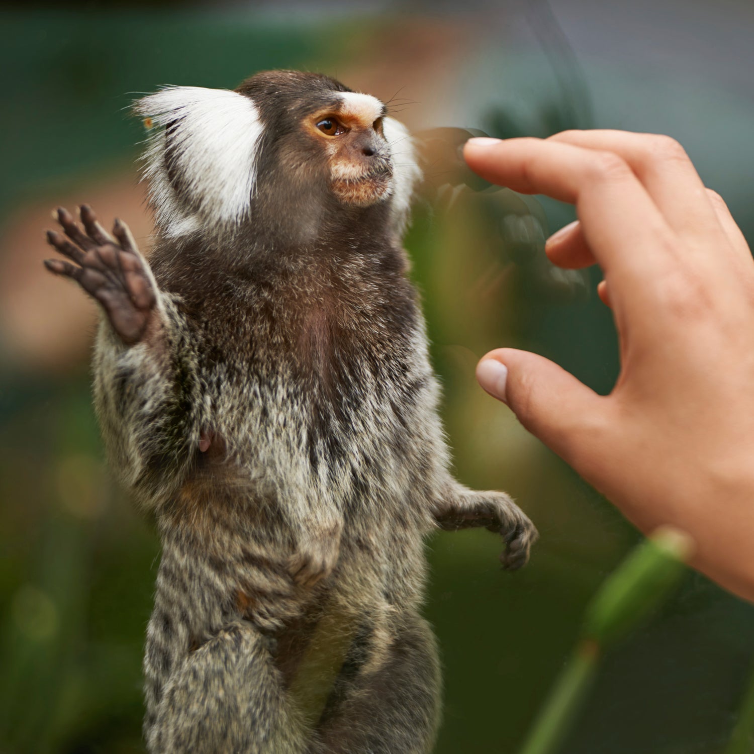 The Case for Closing Zoos - Outside Online The Case for Closing Zoos - Outside Online