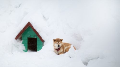 Japan Japow Skiing Sweetgrass Niseko