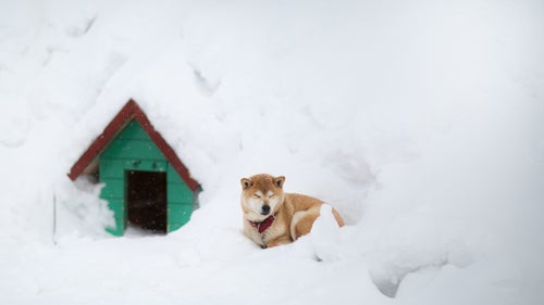 Japan Japow Skiing Sweetgrass Niseko