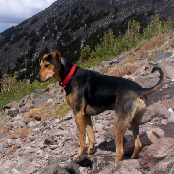 Mabel, the black and tan cat hound.