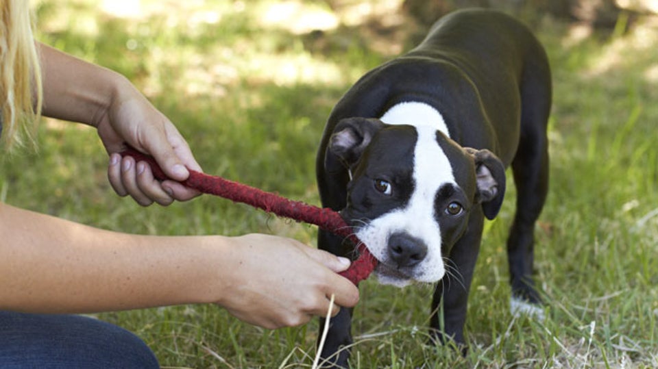 How Can I Get My Dog to Stop Nipping at Me? Outside Online
