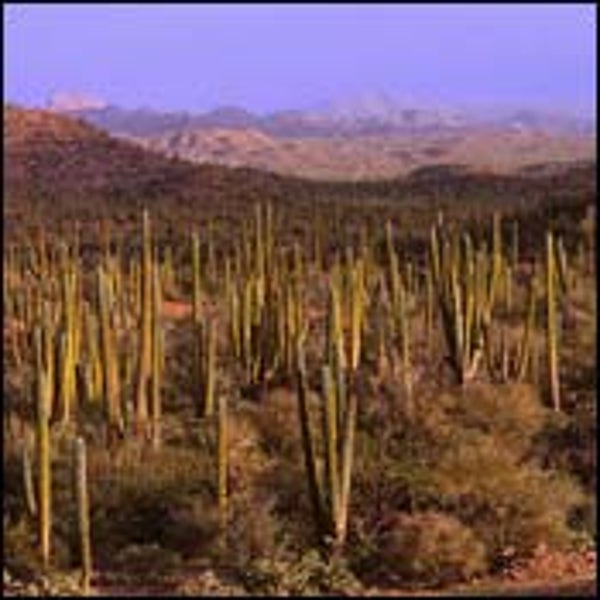 Baja