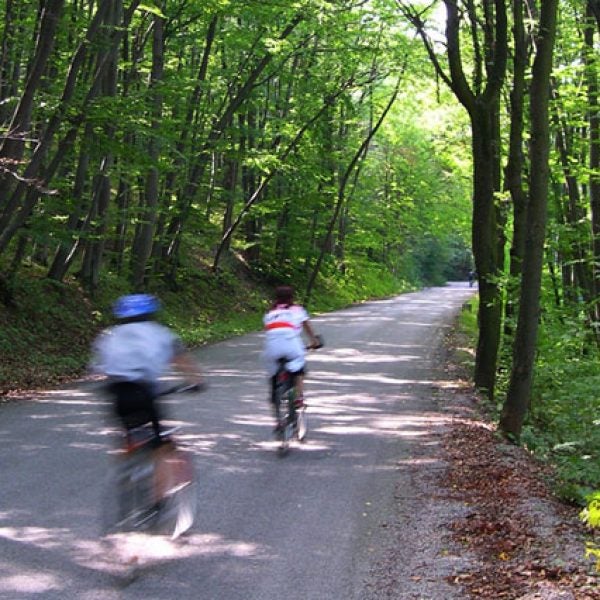 mountain biking road biking woods biking cycling