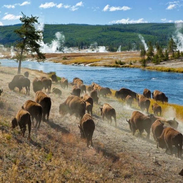 Bison