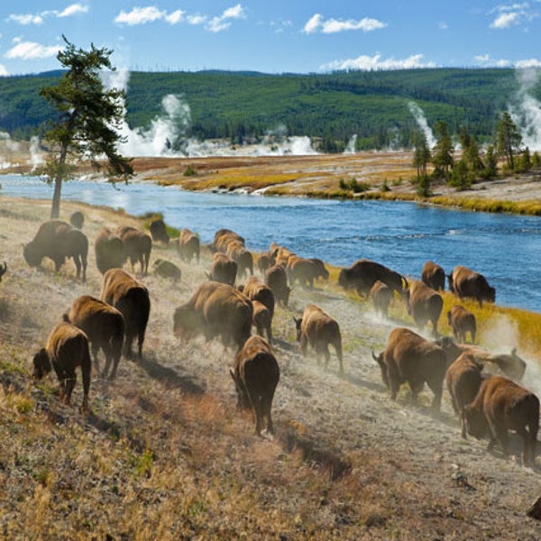 Bison