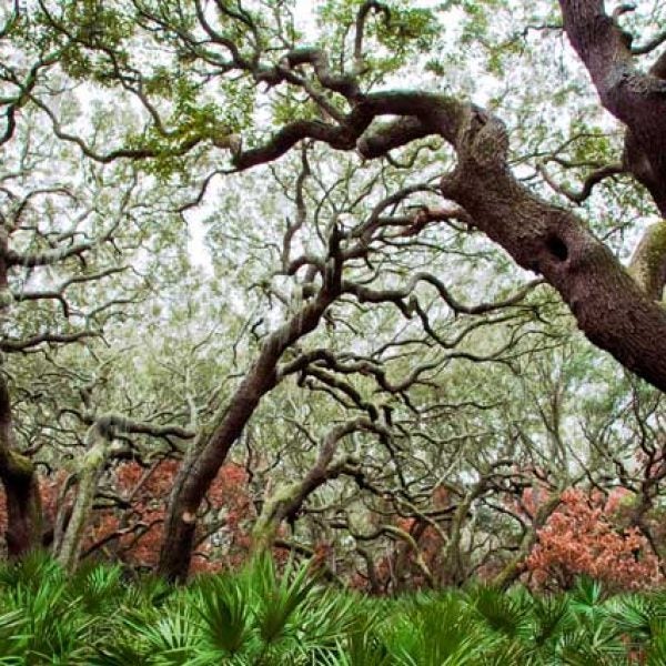 Live Oaks - Cumberland National Seashore