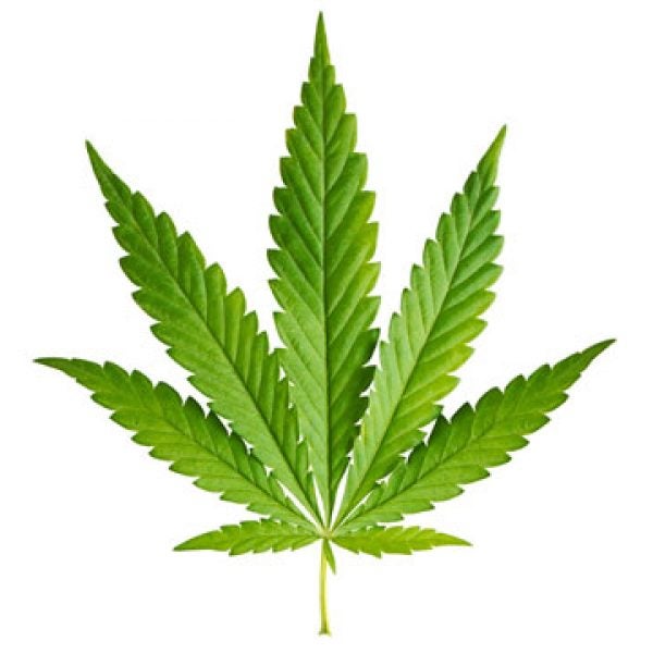 Pot leaf.