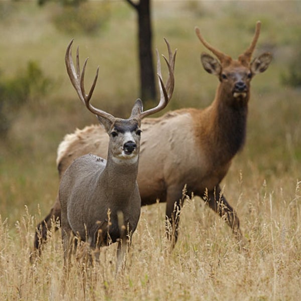 Elk