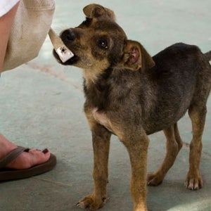 dog stray puerto rico adoption shelter