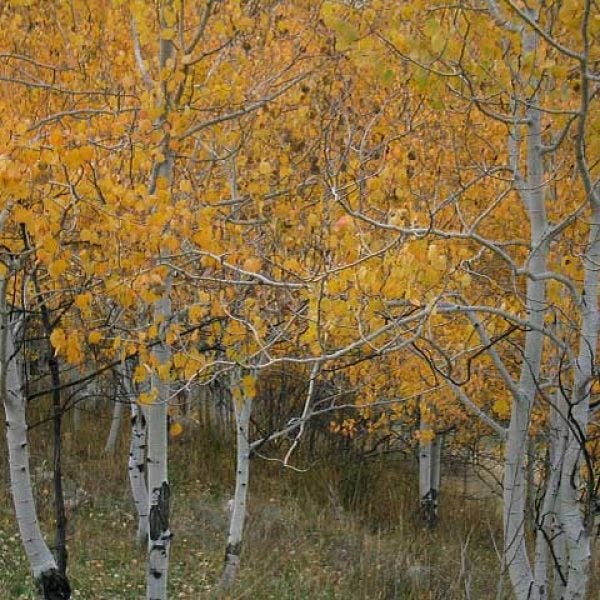 Aspens in fall