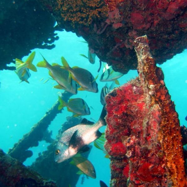 Diving the Benwood near Key Largo, Florida