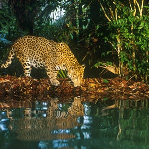 The elusive Jaguar in Belize