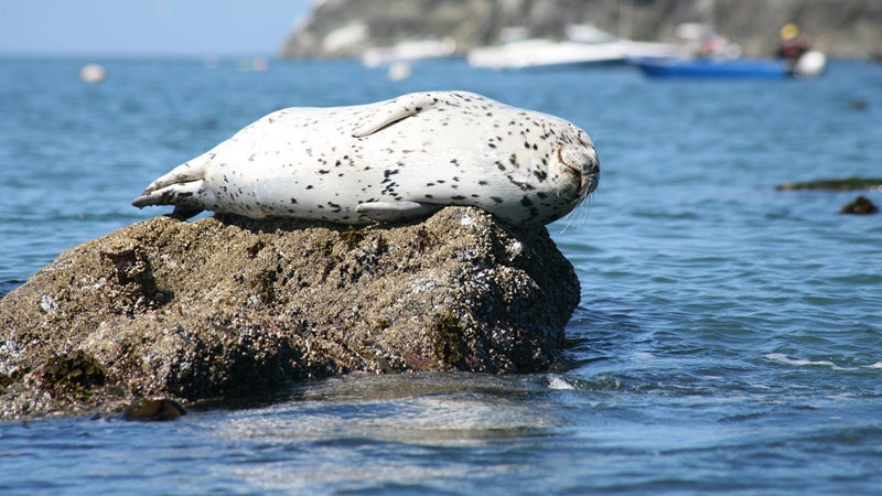 The California Coastal National Monument provides feeding and nesting habitat for an estimated 200,000 breeding seabirds, as well as forage and breeding habitat for marine mammals including the southern sea otters and California sea lions.