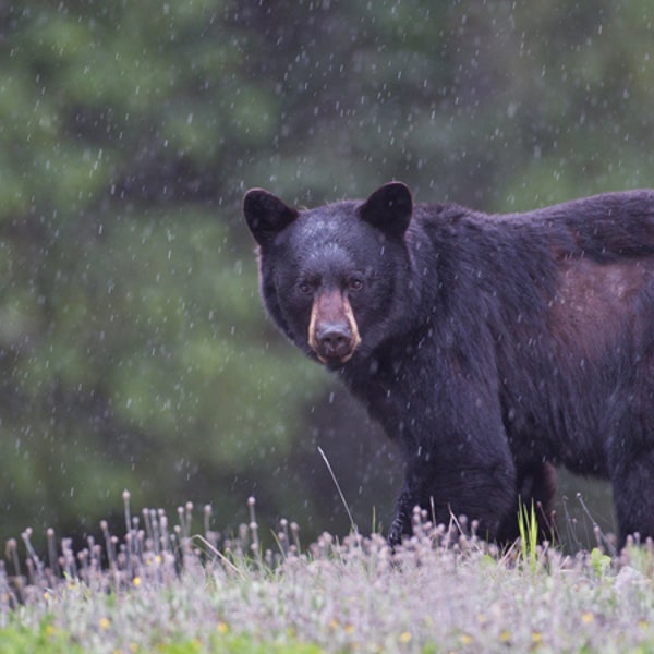 Black Bear in the rain