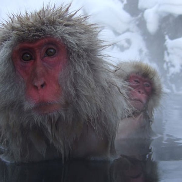 japanese snow monkeys pool
