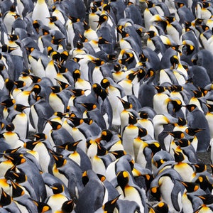 A King Penguin colony in Antarctica.