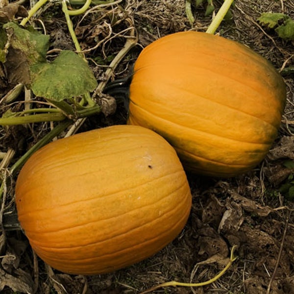 pumpkins pumpkin patch