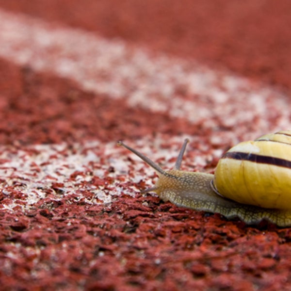 snail race track slow running athlete