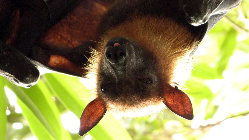 Be careful about eating bush meat like fruit bats—it can carry the Ebola virus.