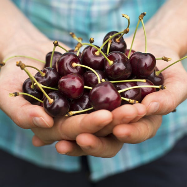 OutsideOnline cherries cherry juice sleep deprivation muscle soreness recovery conditioning better pucker up rest Koolaid not-quite
