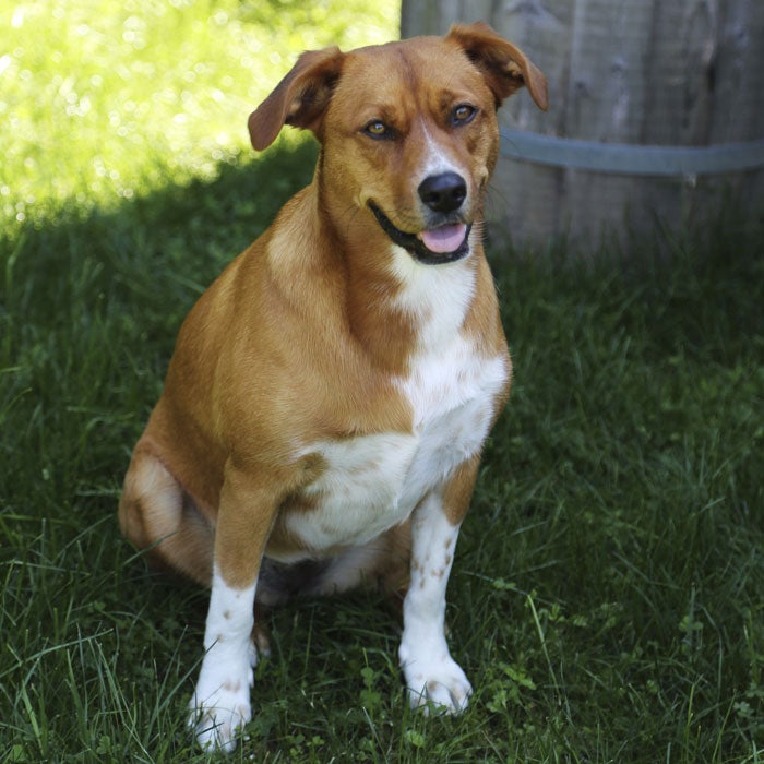 Lovable mutts combine the best attributes of many breeds. Usually playful and energetic, and often loyal and protective, mutts are a great addition to the family. When choosing a dog—mutt or purebred—keep in mind their size compared to your living space, their energy compared to your yard or park space, and whether you want a puppy or an older, relaxed dog that has already been trained.