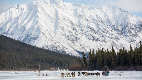 Outside Magazine OutsideOnline Iditarod Dogs