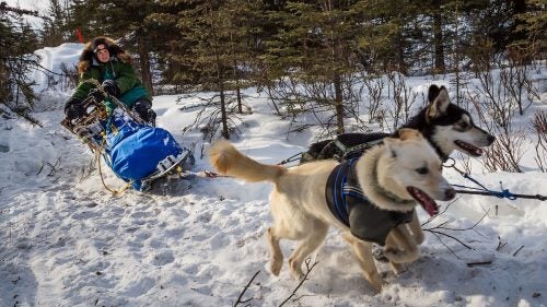 Outside Magazine OutsideOnline Iditarod Dogs