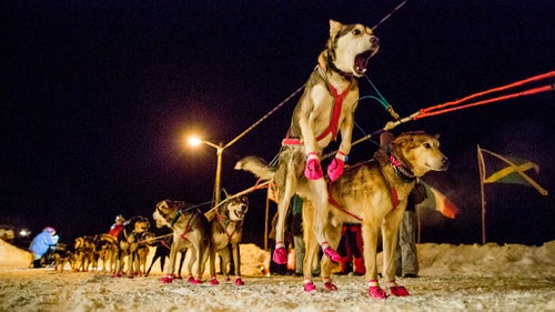 Outside Magazine OutsideOnline Iditarod Dogs