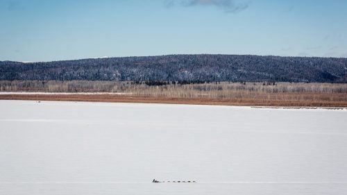 Outside Magazine OutsideOnline Iditarod Dogs