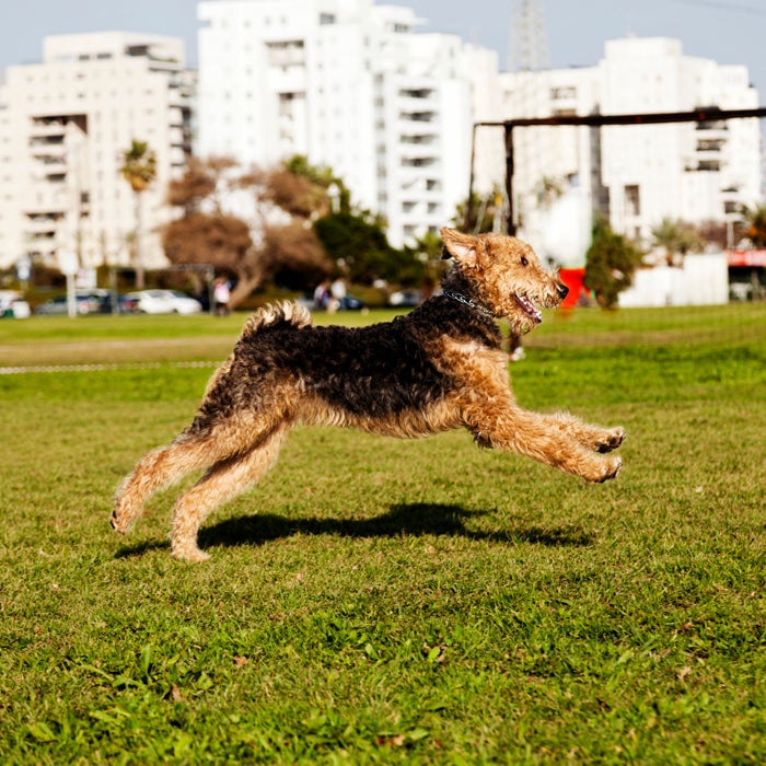 Airedale terrier