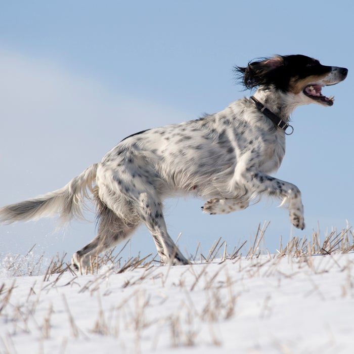 Best Running Dogs 20 Breeds for Serious Athletes Outside Online