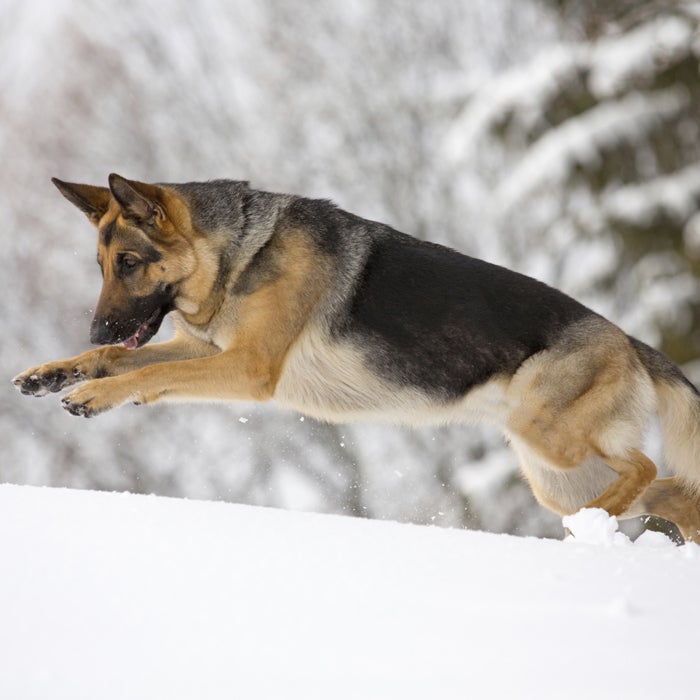 Are German Shepherds Good Running Partners