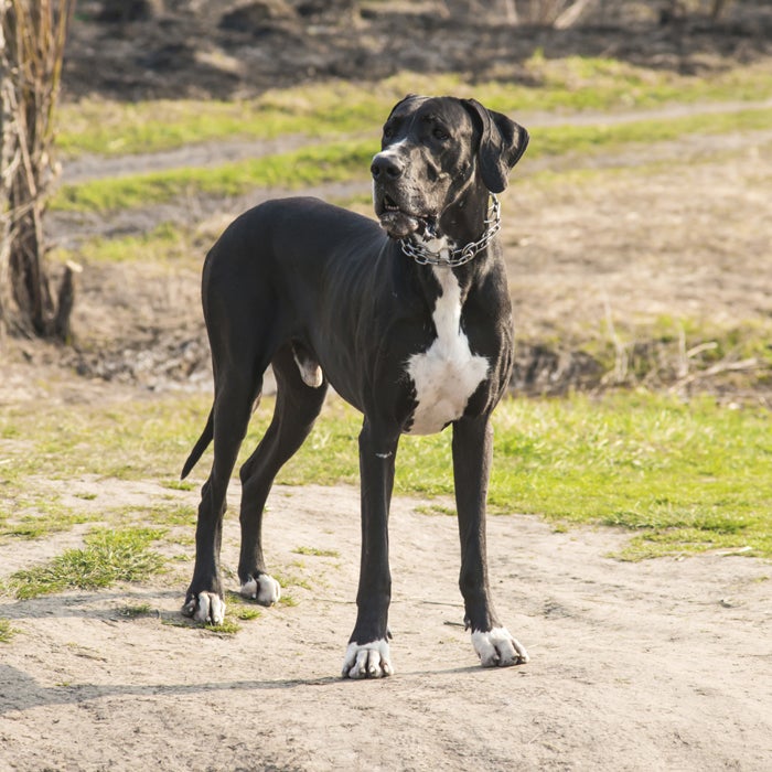 great dane hot weather dogs