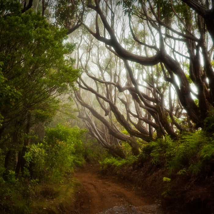 Just the basic concept of the H.U.R.T is perverse: Travel all the way to tropical Hawaii just to punish yourself. The race, which takes place in January in the mountains outside of Honolulu, runs 100 miles with 24,500 feet of elevation gain on gnarly, root-encrusted singletrack. According to organizers, there are only a handful of sections where you can run consistently for more than a few hundred yards. On top of that, there are mosquitoes, 20 rocky stream crossings, and vast stretches of impenetrable jungle that makes running at night like traveling through a wild-boar-haunted, pitch-black cave with a floor of slick rocks and roots. Now that deserves a Mai-Tai.