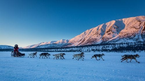 2014 iditarod iditarod iditarod 2014 puntilla lake rainy pass