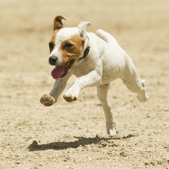 Best Running Dogs 20 Breeds for Serious Athletes Outside Online