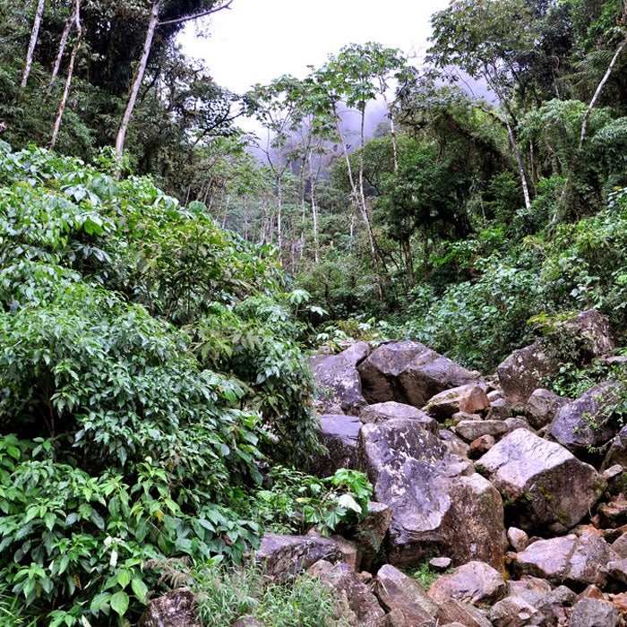Peru’s Jungle Ultra is mostly downhill, dropping 10,500 feet from the cloud forest down into the Amazon over its 142.6-mile course. But underestimate it, and you’re in for a world of hurt. The five-stage, self-supported race winds its way through utterly remote terrain, where temperatures hover over 90 degrees, the humidity is brutal, and hordes of biting bugs are just waiting to make you their lunch. Along the way, participants wet their feet in 70 tropical rivers and streams, in some cases zip-lining over them.