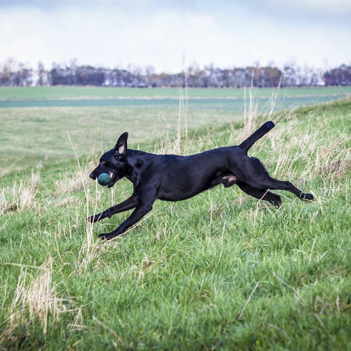 Best Running Dogs 20 Breeds for Serious Athletes Outside Online