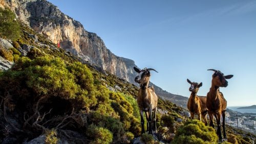 OutsideOnline Greece Kalymnos Turkey And Trimmings chèvre nick outdoorreport outside paysage presse