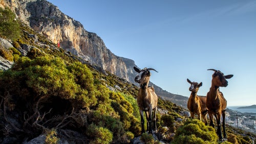 OutsideOnline Greece Kalymnos Turkey And Trimmings chèvre nick outdoorreport outside paysage presse