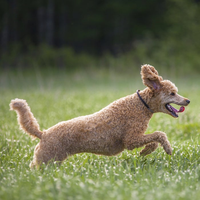 poodle