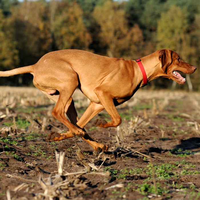 Best Running Dogs 20 Breeds for Serious Athletes Outside Online