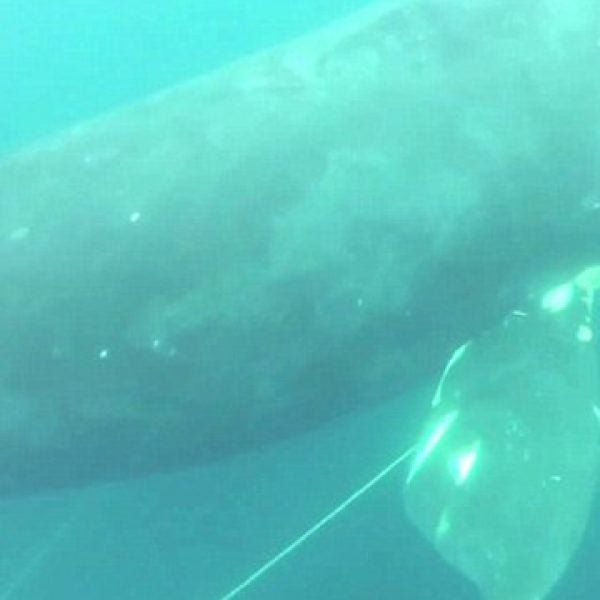 right whale freed colaprete virginia beach diver fishing