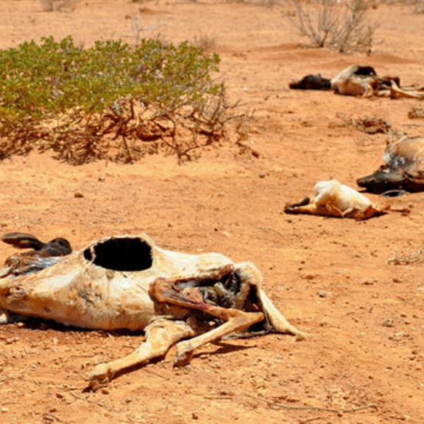 Victims of the 2011 drought
