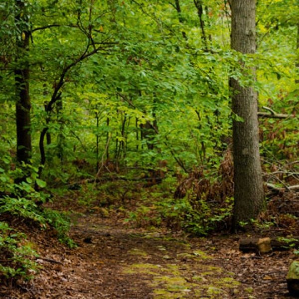 Sasquatch scientist Melba Ketchum hopes proof of Bigfoot's existence will not foster hunting.