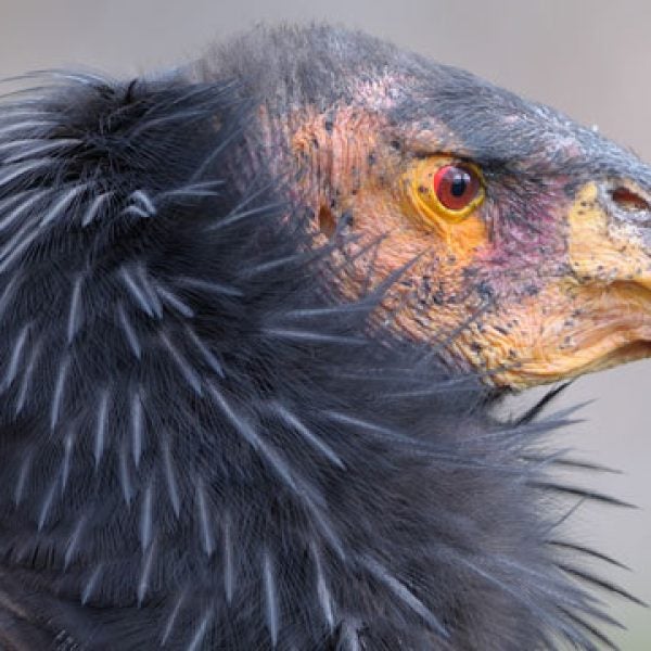 About 25 California condors—a species with an average wingspan of nine to ten feet, according to National Geographic—were seen on the live videocam during testing over the weekend.