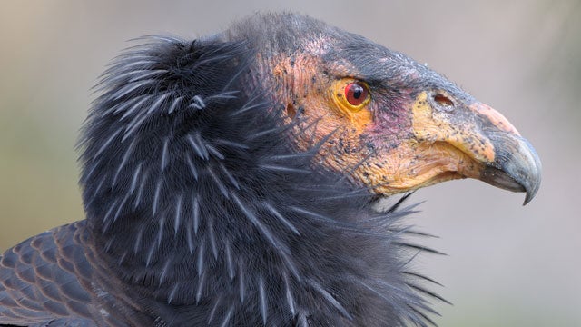 About 25 California condors—a species with an average wingspan of nine to ten feet, according to National Geographic—were seen on the live videocam during testing over the weekend.